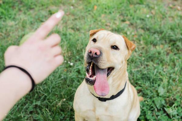 Mastering Dog Training: Tips for a Well-Behaved Pup